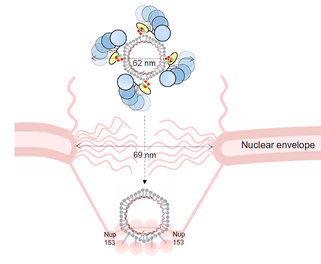 Illustrated science diagram showing a virus capsid passing through a nuclear pore.